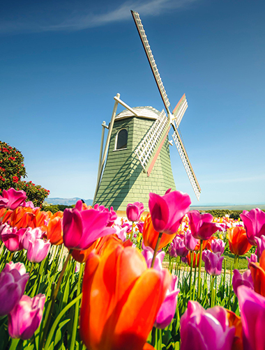 繽紛庫肯霍夫．荷比羊角村